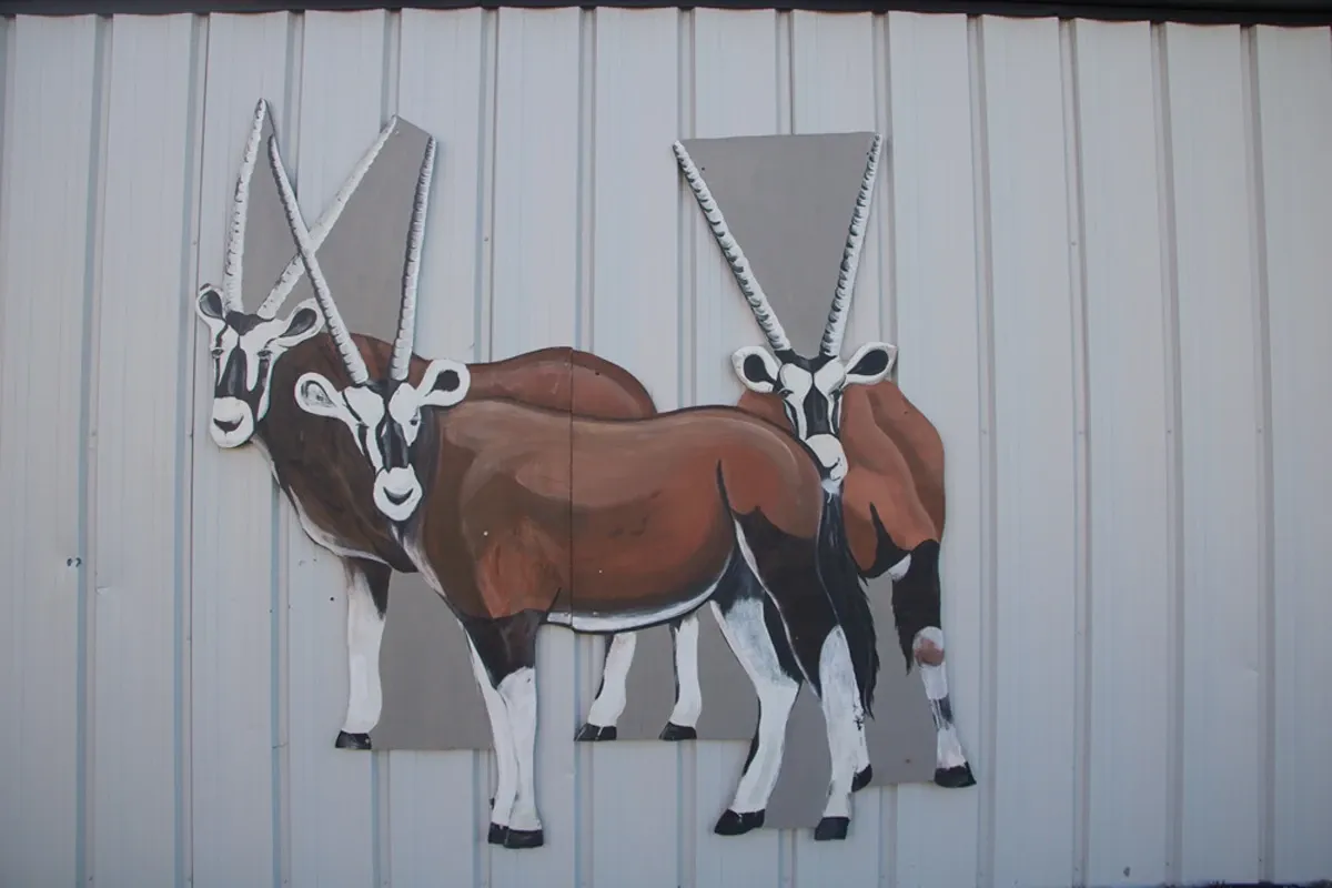 Deer